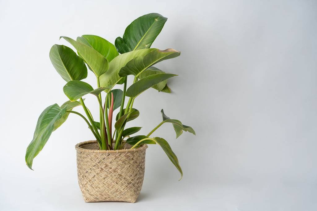 Woven Rattan Basket