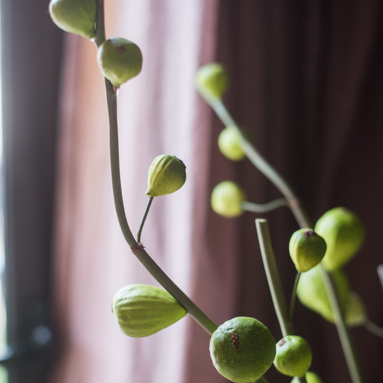 Green Fig Stem