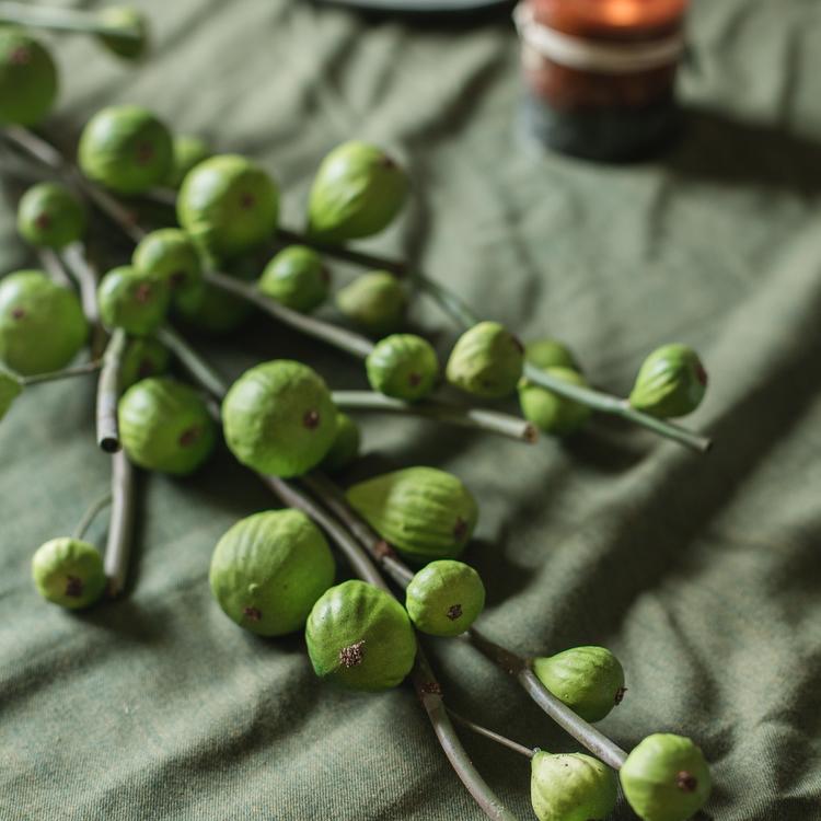 Green Fig Stem