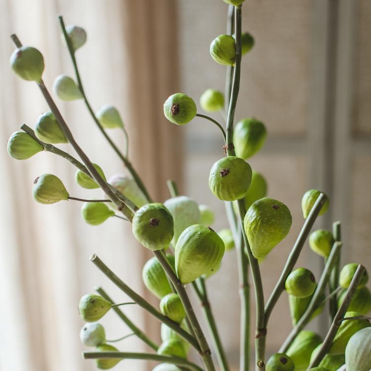 Green Fig Stem
