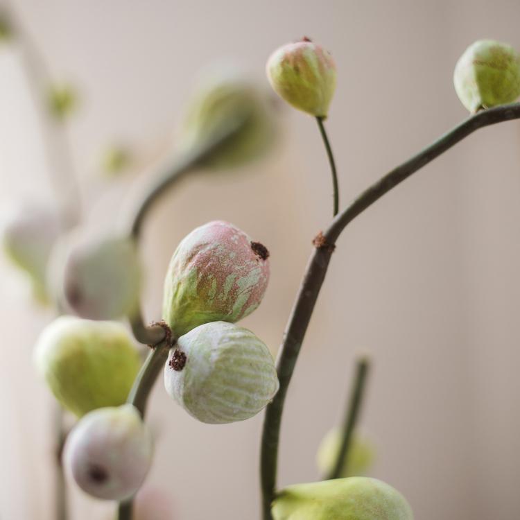 Green Fig Stem