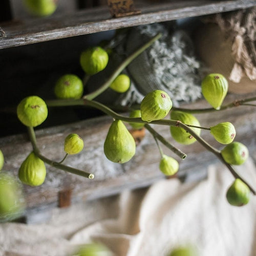 Green Fig Stem