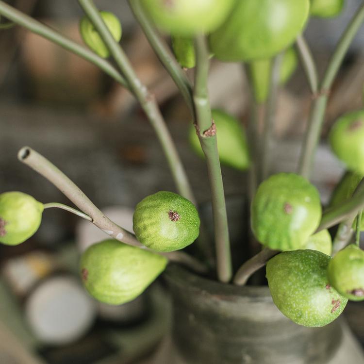 Green Fig Stem