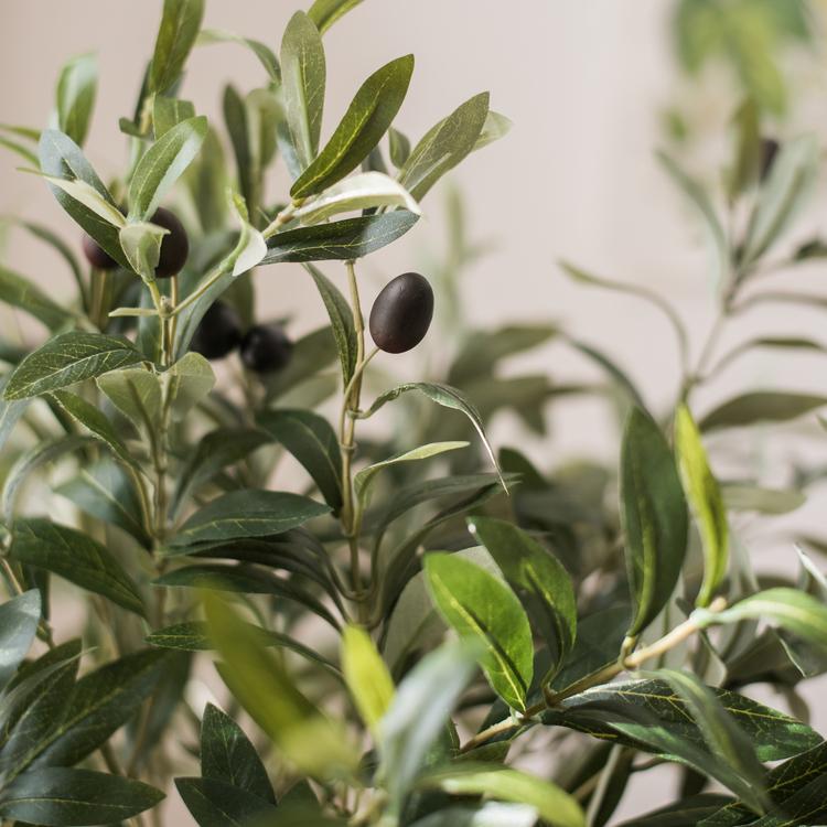 Timeless Olive Branch Stem