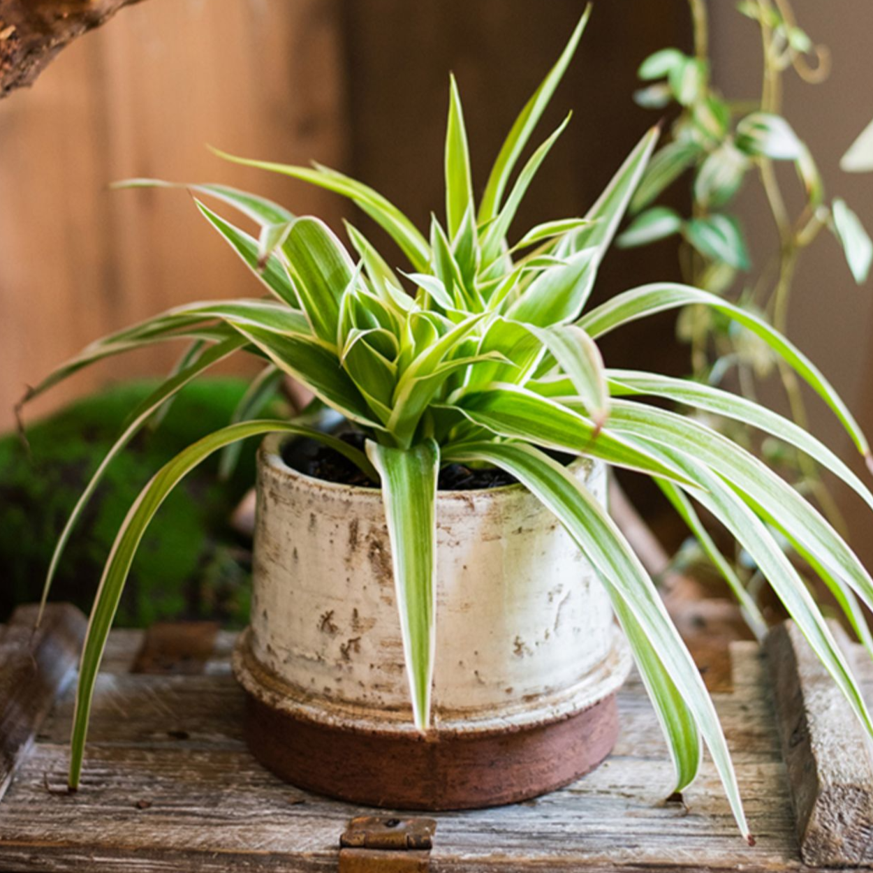 Margot Restoration Vases
